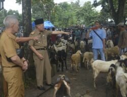 Menjelang Perayaan Idul Adha 1445 H, Sekda Kabupaten Lampung Tengah, Drs. Kusuma Riyadi, M.M, Lakukan Peninjauan Langsung Pasar Kambing Adi Jaya